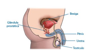 prostateanatomy
