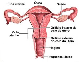 utero-sistema-genital-feminino